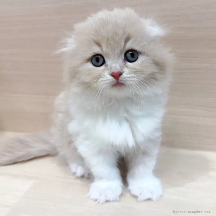 スコティッシュフォールド(折れ耳)【千葉県・女の子・2025年10月26日・クリームタビー&amp;ホワイト】の写真1