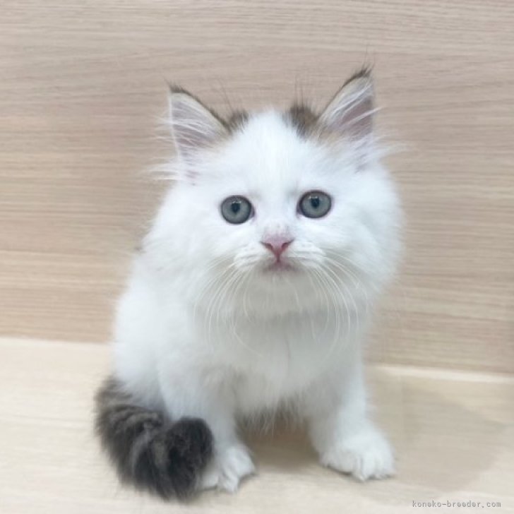 ブリーダー画像