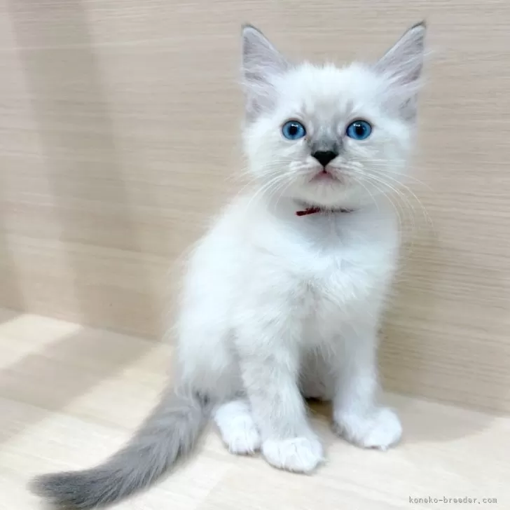 サイベリアン【千葉県・男の子・2025年9月20日・ブルーリンクスポイント】の写真1