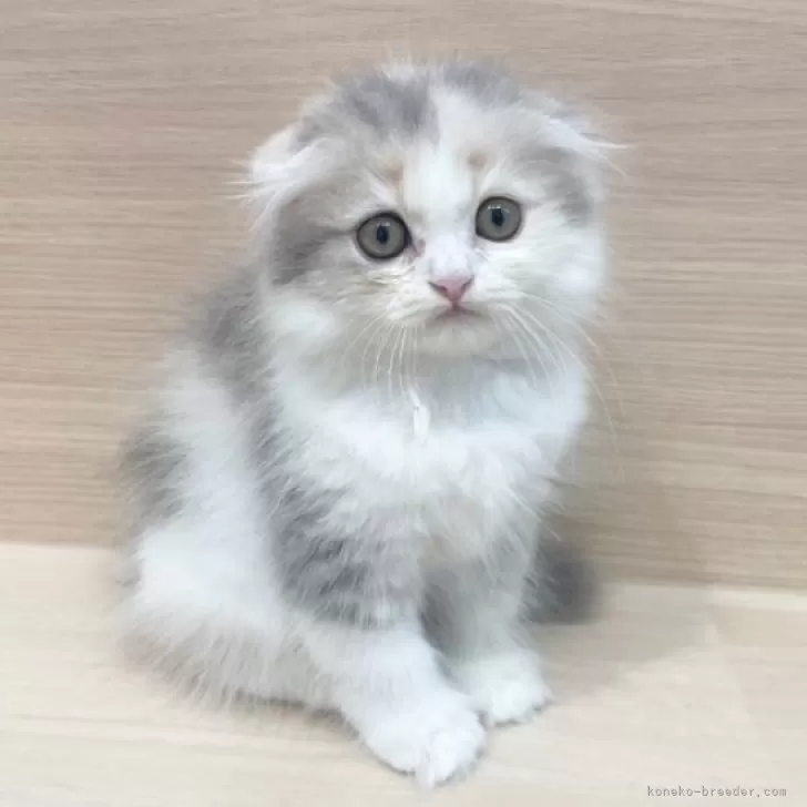 スコティッシュフォールド(折れ耳)【千葉県・女の子・2025年9月6日・ダイリュートキャリコ】の写真1