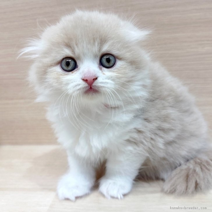 ブリーダー画像