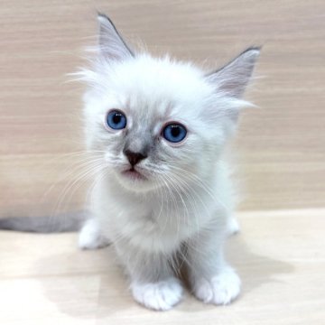 サイベリアン【千葉県・男の子・2025年9月20日・ブルーリンクスポイント（ネヴァマスカレード）】の写真「✨都内での見学も可能✨」