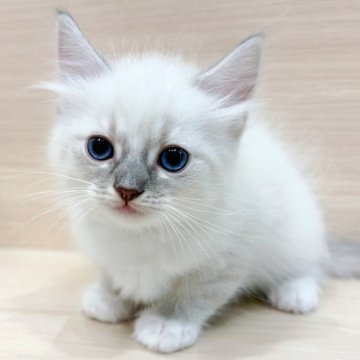 サイベリアン【千葉県・男の子・2025年9月20日・ブルーリンクスポイント（ネヴァマスカレード）】の写真「✨都内での見学も可能✨」