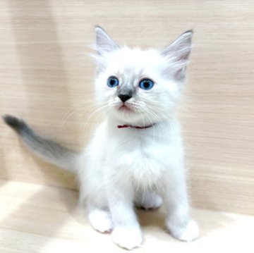 サイベリアン【千葉県・男の子・2025年9月20日・ブルーリンクスポイント（ネヴァマスカレード）】の写真「✨都内での見学も可能✨」