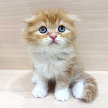 スコティッシュフォールド(折れ耳)【千葉県・女の子・2025年10月26日・レッドタビー&ホワイト】の写真「✨都内での見学も可能✨」