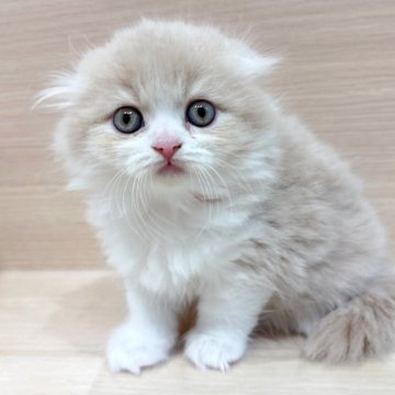 スコティッシュフォールド(折れ耳)【千葉県・女の子・2025年10月26日・クリームタビー&ホワイト】の写真「✨都内での見学も可能✨」