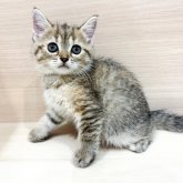 フォールデックス