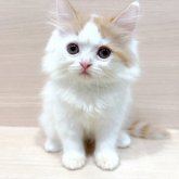 フォールデックス