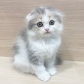 スコティッシュフォールド