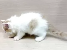 フォールデックス【千葉県・男の子・2025年7月19日・レッド&ホワイト】の写真2