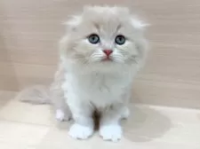 スコティッシュフォールド(折れ耳)【千葉県・女の子・2025年10月26日・クリームタビー&ホワイト】の写真3