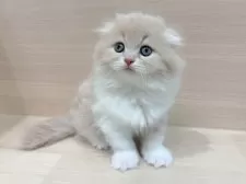 スコティッシュフォールド(折れ耳)【千葉県・女の子・2025年10月26日・クリームタビー&ホワイト】の写真4