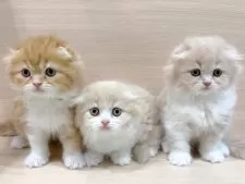 スコティッシュフォールド(折れ耳)【千葉県・女の子・2025年10月26日・クリームタビー&ホワイト】の写真5