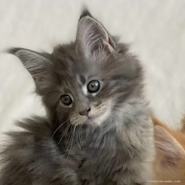 ID：2501-00631の子猫