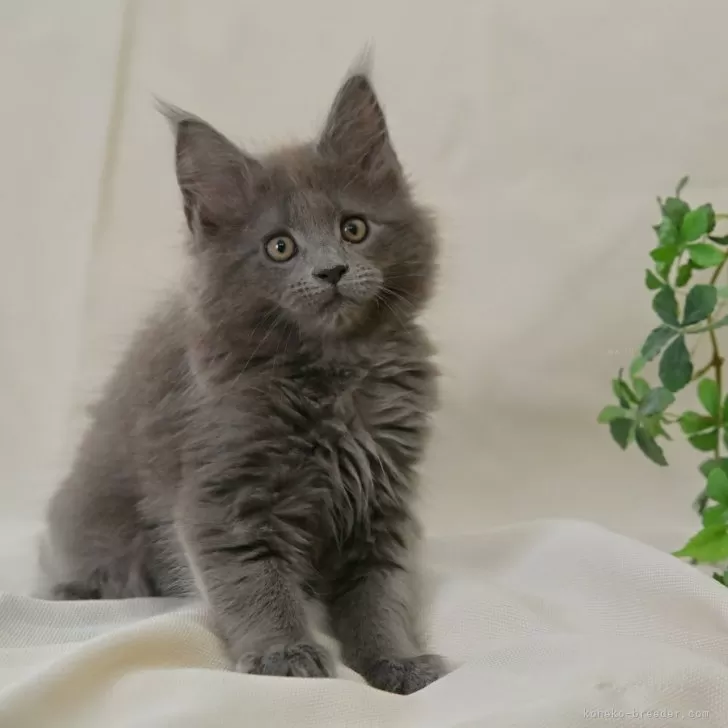 H.K 様のお迎えした子猫
