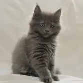 メインクーン【神奈川県・女の子・2024年10月24日・ブルー】の写真1「男の子と同じ体重です。よく食べ、よく寝て、よく遊ぶ！」