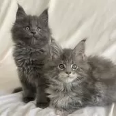 メインクーン【神奈川県・女の子・2024年10月24日・ブルー】の写真2「左側の子です。」