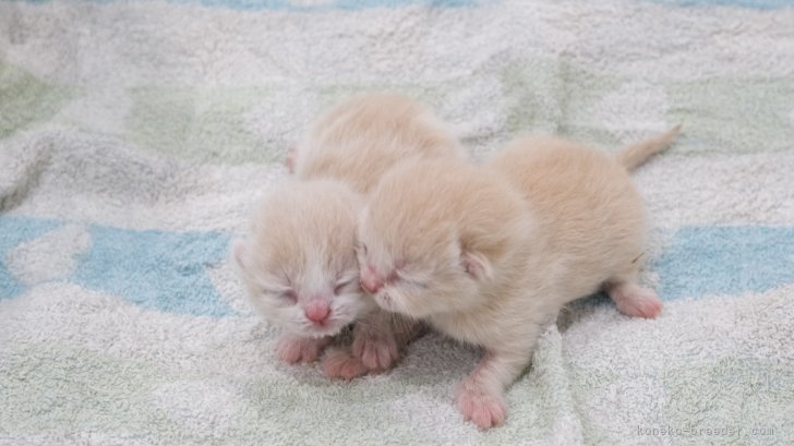志水七海ブリーダーのブログ：子猫が産まれました❣️
