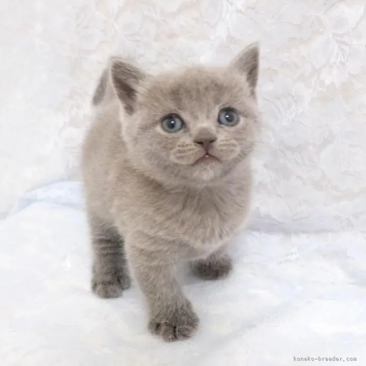 ID：2302-00071の子猫