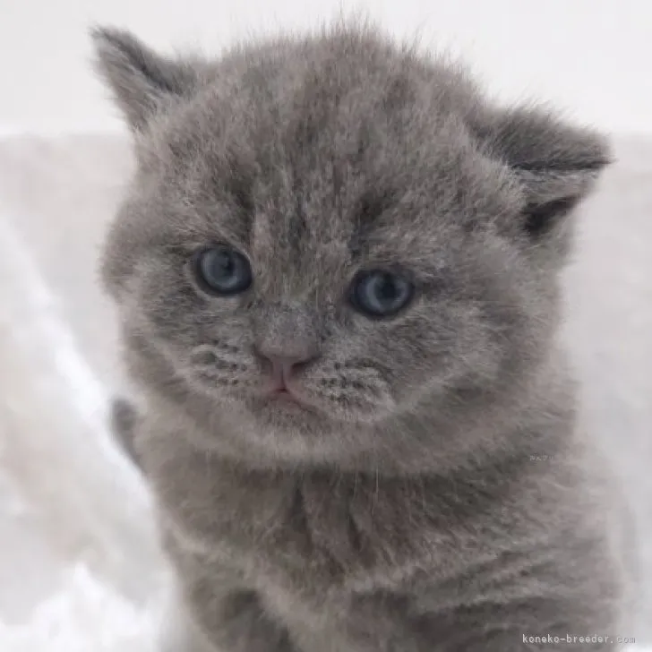 ID：2312-01471の子猫