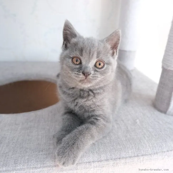 ID：2304-01346の子猫