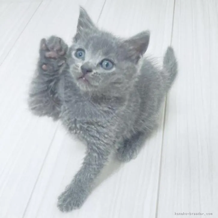 ID：2209-01158の子猫