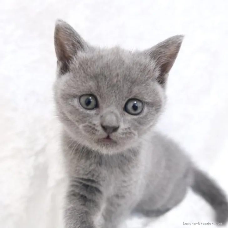 ID:2303-02561の子猫