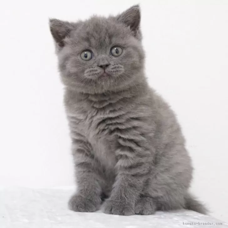 ID:2312-01472の子猫