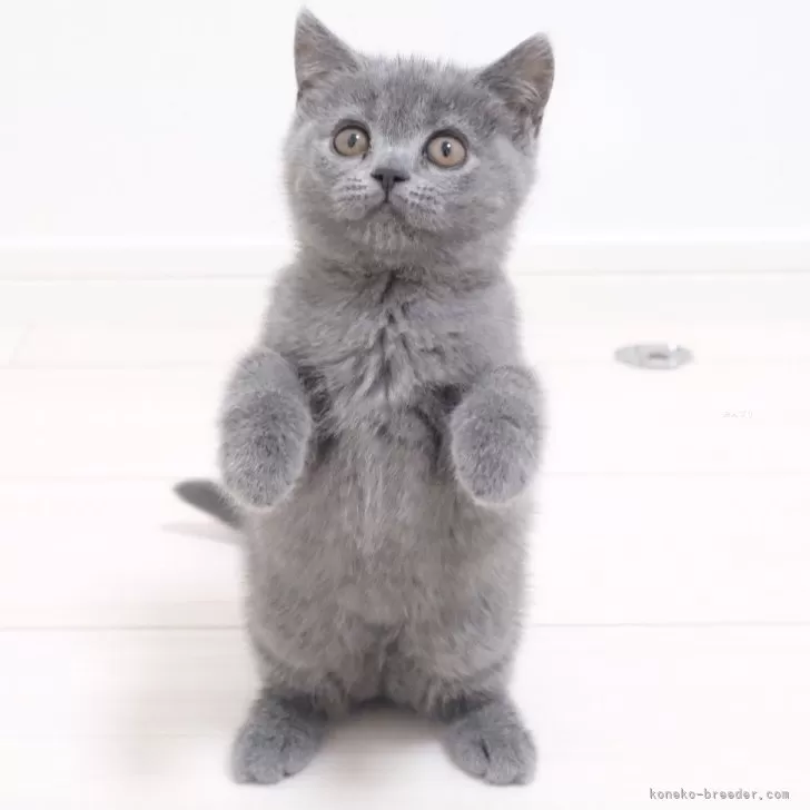ID:2407-01269の子猫