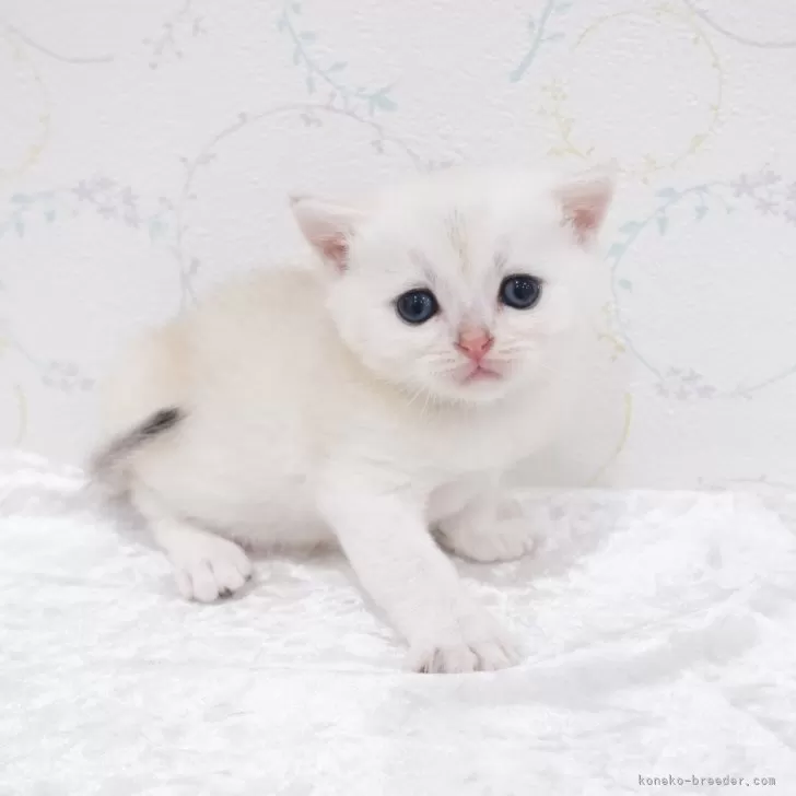 ID：2404-02674の子猫