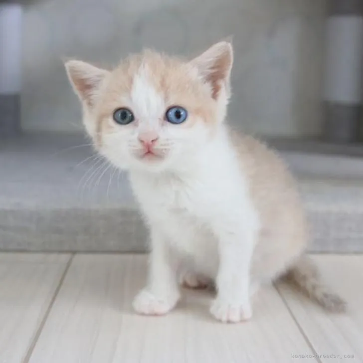 ID：2208-02850の子猫