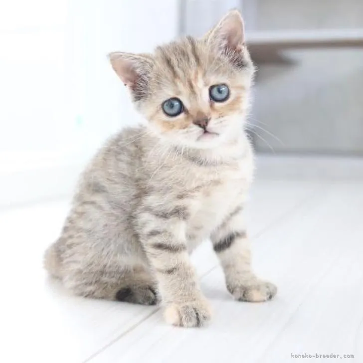 ID：2208-02848の子猫