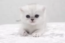 ブリティッシュショートヘア【奈良県・女の子・2024年12月31日・シェーデットシルバー】の写真11