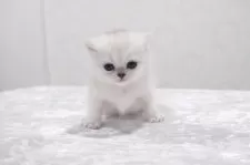 ブリティッシュショートヘア【奈良県・女の子・2024年12月31日・シェーデットシルバー】の写真12