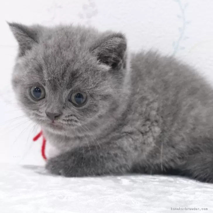 K.W 様のお迎えした子猫