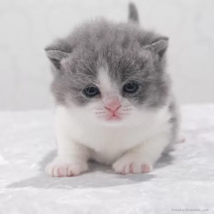 ID：2502-02310の子猫