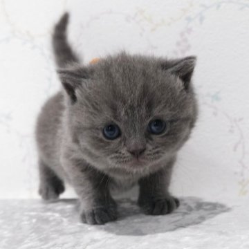 ブリティッシュショートヘア【奈良県・男の子・2025年4月26日・ブルー】の写真「人懐っこい元気な男の子🧸✨」