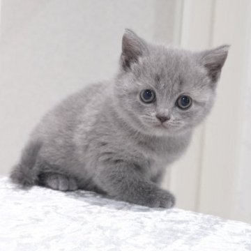 ブリティッシュショートヘア【奈良県・女の子・2025年7月31日・ブルー】の写真「お目目くりくりの人懐っこい女の子🎀✨」