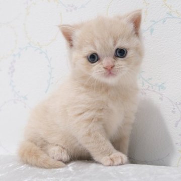 ブリティッシュショートヘア【奈良県・女の子・2025年11月2日・クリーム】の写真「超絶美人な女の子🎀」