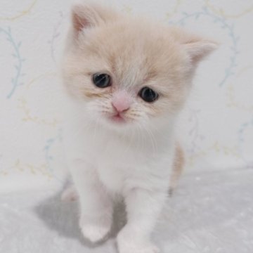 ブリティッシュショートヘア【奈良県・女の子・2025年11月2日・クリーム&ホワイト】の写真「お父さん似の美人な女の子🎀」