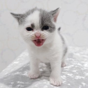 ブリティッシュショートヘア【奈良県・男の子・2025年11月19日・ブルー&ホワイト】の写真「眉毛がチャームポイントの男の子🧸✨」