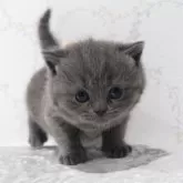 ブリティッシュショートヘア