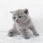 ブリティッシュショートヘア