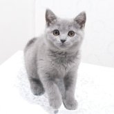ブリティッシュショートヘア
