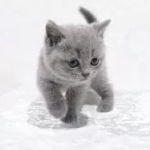 ブリティッシュショートヘア