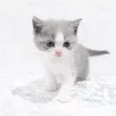 ブリティッシュショートヘア