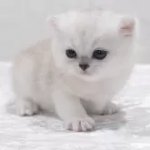 ブリティッシュショートヘア【奈良県・女の子・2024年12月31日・シェーデットシルバー】の写真1