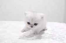 ブリティッシュショートヘア【奈良県・女の子・2024年12月31日・シェーデットシルバー】の写真6