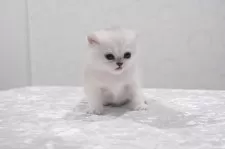 ブリティッシュショートヘア【奈良県・女の子・2024年12月31日・シェーデットシルバー】の写真8