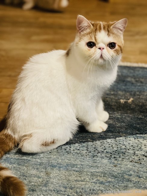 鈴木　優子(すずき　ゆうこ)ブリーダー(愛知県・エキゾチックショートヘア・CFA/宝塚キャットクラブ登録)の紹介写真2